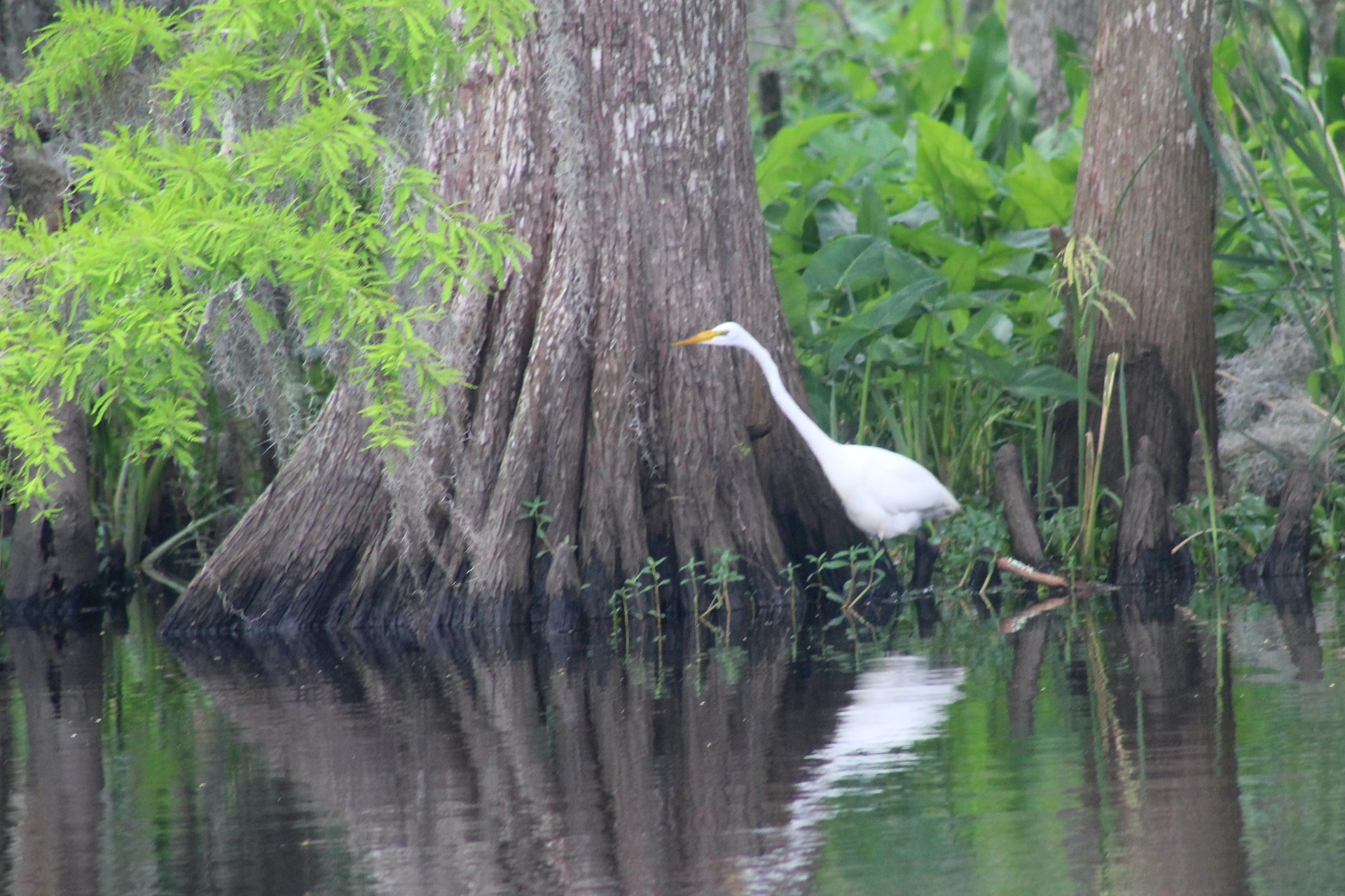 Living in Louisiana