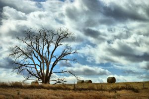 Long Term Care Options in Kansas