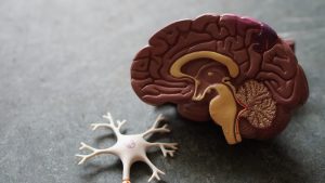 Hobbies Keep the Brain Sharp,