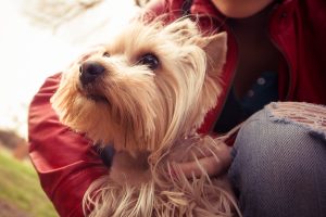 pets heart disease