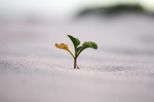 Rapid Growth For Care In Nursing Homes
