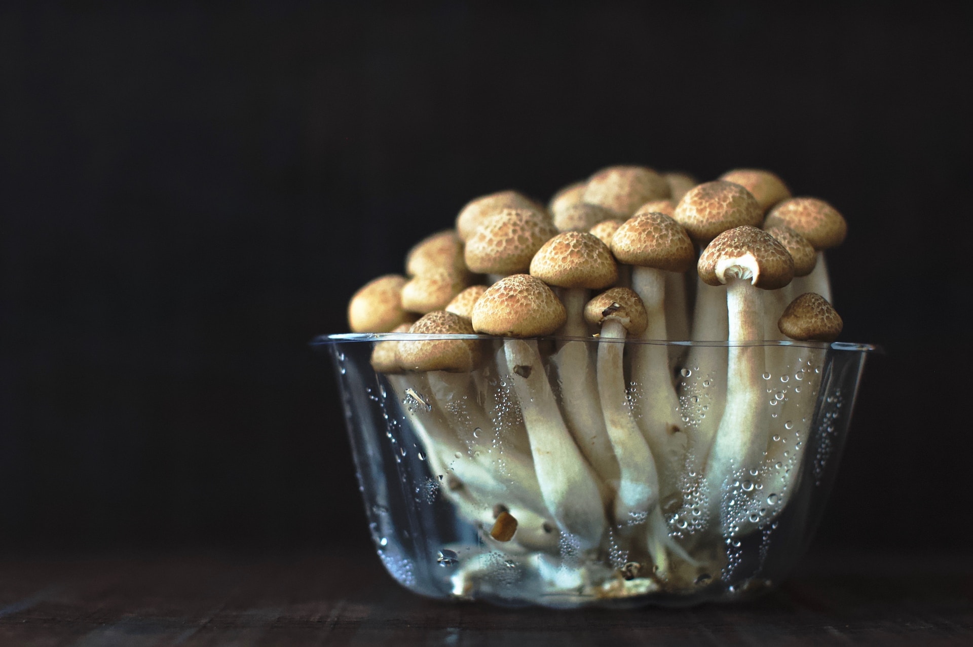 Miraculous Mushrooms